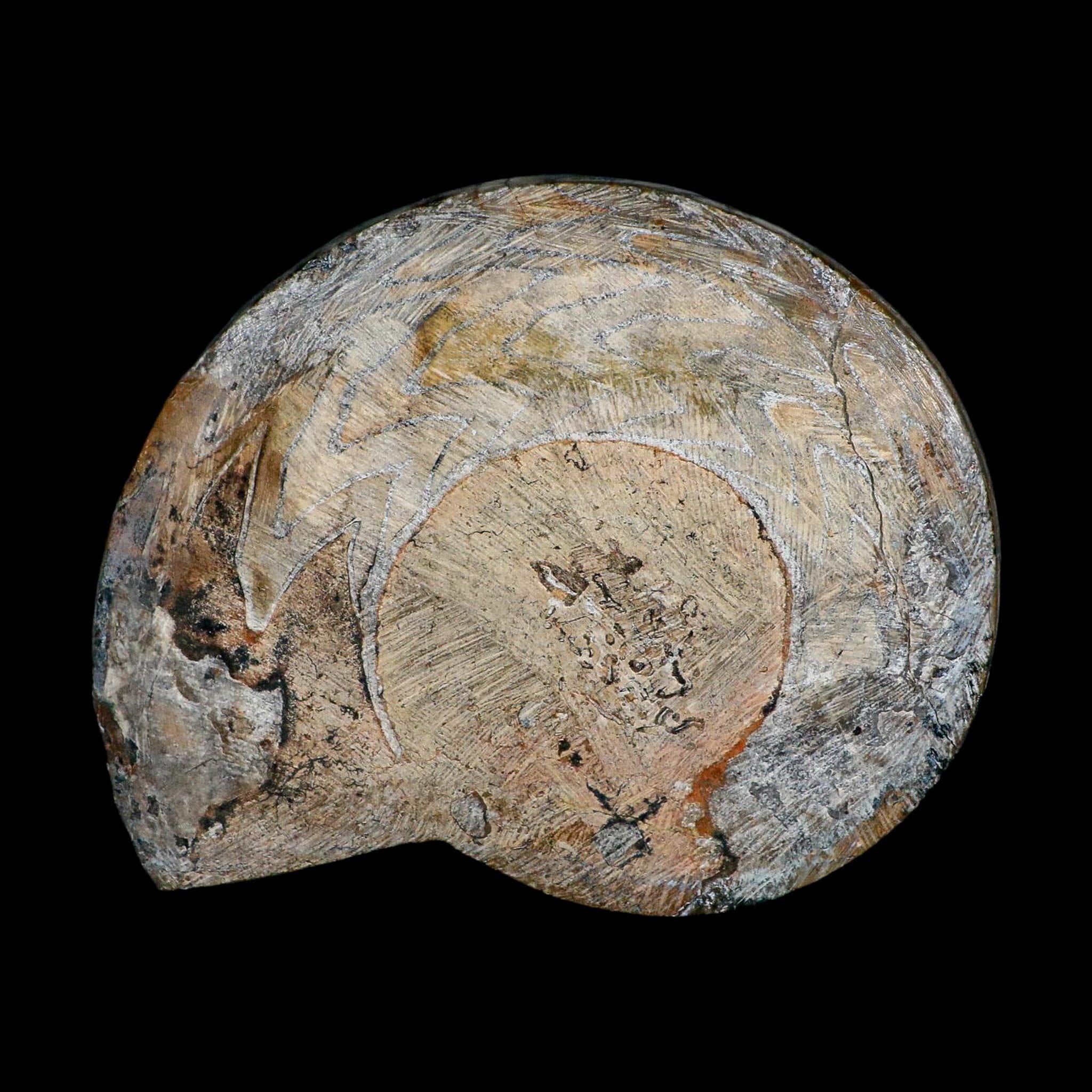5.1" Goniatite Ammonite Fossil Polished Morocco Devonian Age COA