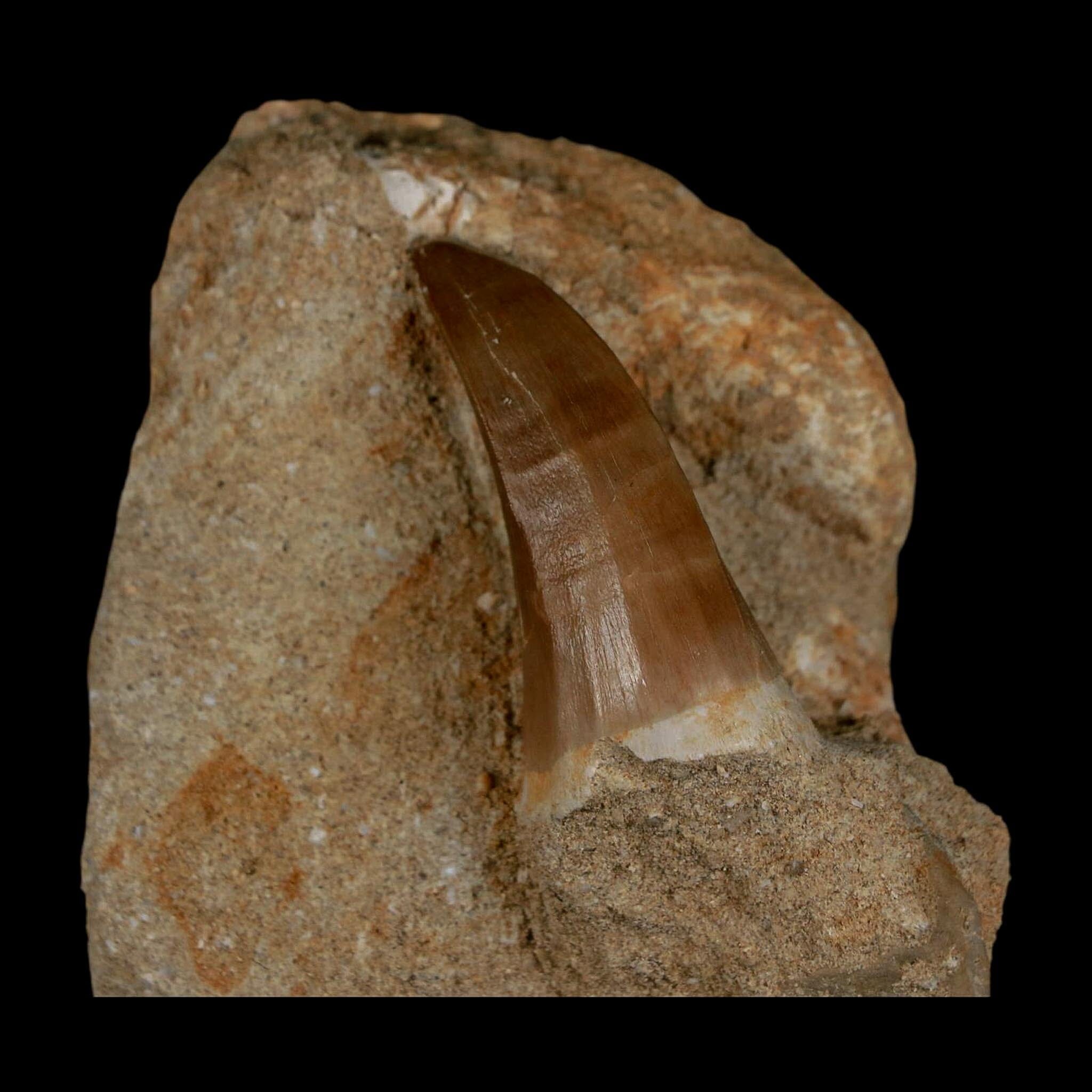 1.7" Mosasaur Hoffmanni Fossil Tooth In Matrix Cretaceous Dinosaur Era COA - Fossil Age Minerals