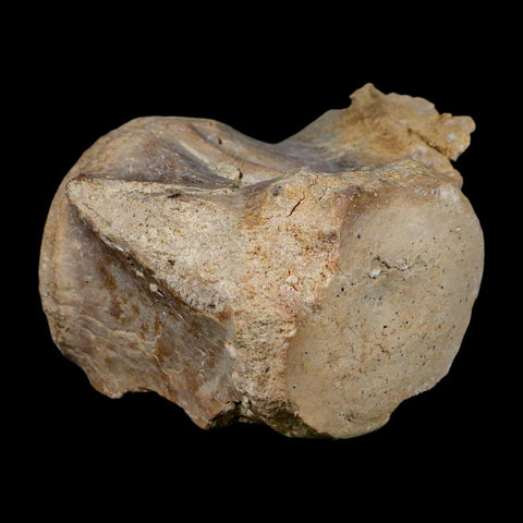 3.4" Basilosaurus Vertebrae Fossil Prehistoric Whale 34 Mil Yrs Old Late Eocene COA - Fossil Age Minerals