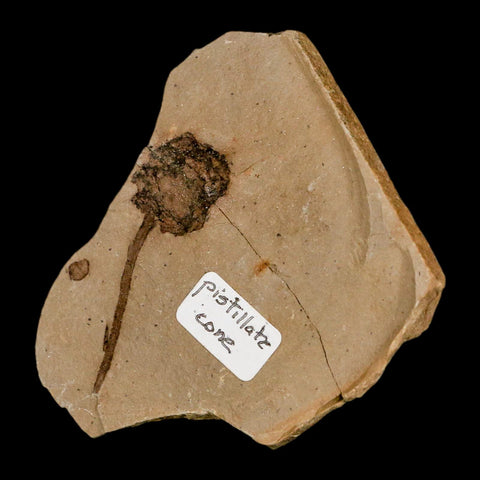 1.6" Rare Fossil Pistillate Cone Metasequoia Dawn Redwood Oligocene Age MT COA - Fossil Age Minerals
