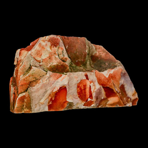 4.6" Detailed Glossopteris Browniana Fossil Plant Leaves Permian Age Australia - Fossil Age Minerals