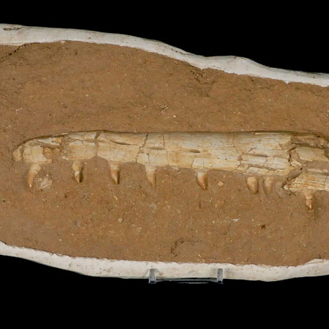 13.7" Mosasaur Platecarpus Fossil Jaw Teeth Cretaceous Dinosaur Era COA Stand - Fossil Age Minerals