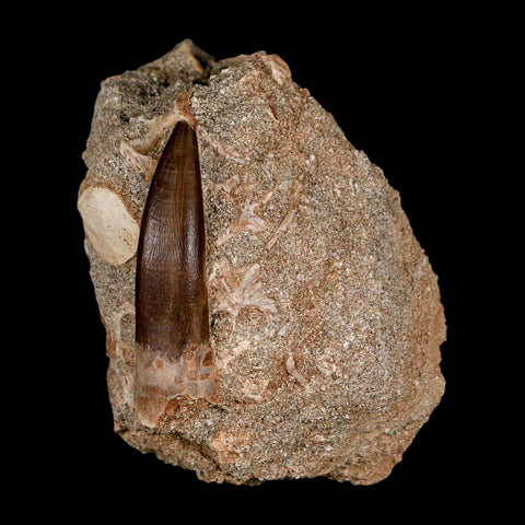 XL 2" Plesiosaur Zarafasaura Tooth Fossil In Matrix Cretaceous Dinosaur Era COA