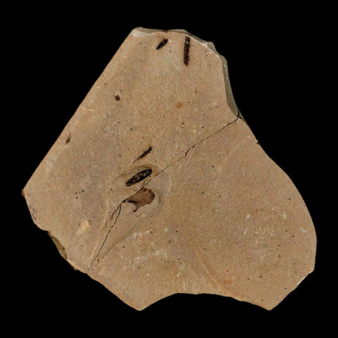 1.6" Rare Fossil Pistillate Cone Metasequoia Dawn Redwood Oligocene Age MT COA - Fossil Age Minerals