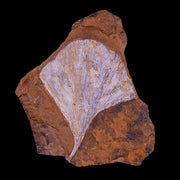 2.9" Detailed Ginkgo Cranei Fossil Plant Leaf Morton County, ND Paleocene Age COA
