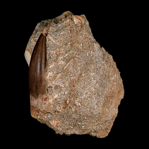 XL 2" Plesiosaur Zarafasaura Tooth Fossil In Matrix Cretaceous Dinosaur Era COA