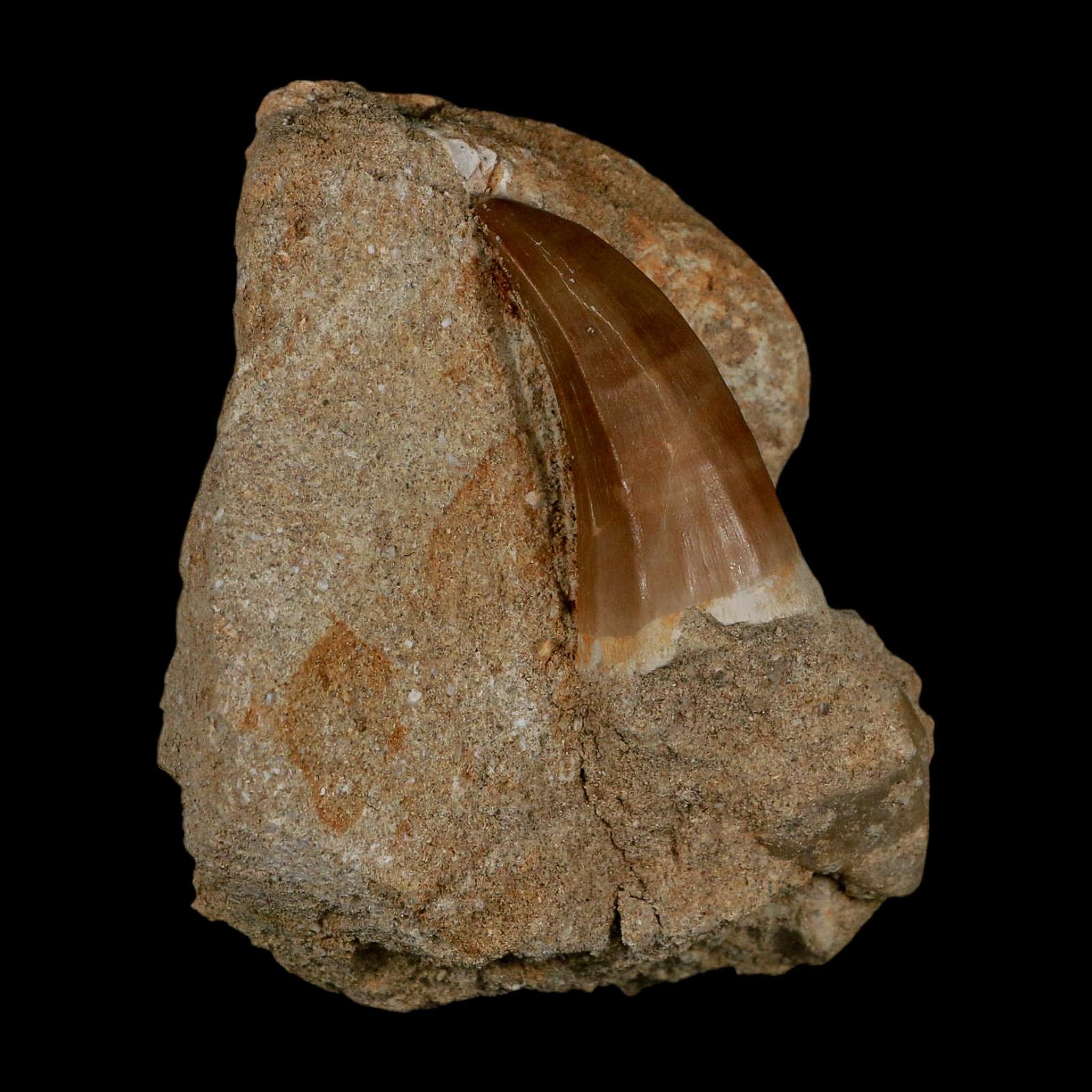 1.7" Mosasaur Hoffmanni Fossil Tooth In Matrix Cretaceous Dinosaur Era COA - Fossil Age Minerals