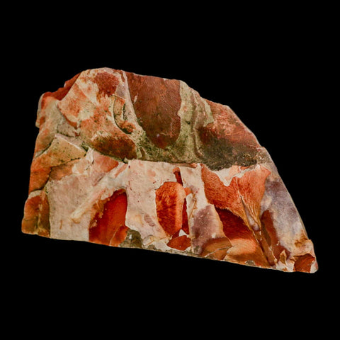 4.6" Detailed Glossopteris Browniana Fossil Plant Leaves Permian Age Australia - Fossil Age Minerals