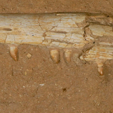13.7" Mosasaur Platecarpus Fossil Jaw Teeth Cretaceous Dinosaur Era COA Stand - Fossil Age Minerals