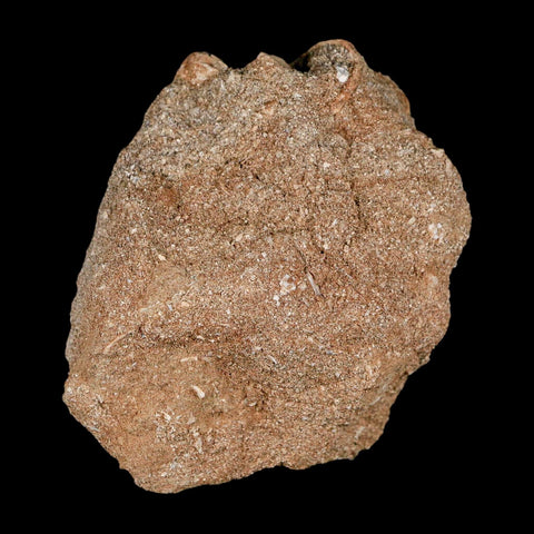 XL 2" Plesiosaur Zarafasaura Tooth Fossil In Matrix Cretaceous Dinosaur Era COA