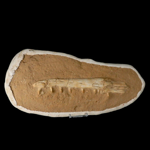 13.7" Mosasaur Platecarpus Fossil Jaw Teeth Cretaceous Dinosaur Era COA Stand - Fossil Age Minerals