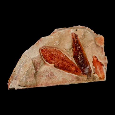 4.6" Detailed Glossopteris Browniana Fossil Plant Leaves Permian Age Australia - Fossil Age Minerals