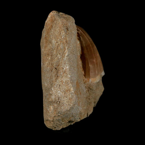 1.7" Mosasaur Hoffmanni Fossil Tooth In Matrix Cretaceous Dinosaur Era COA