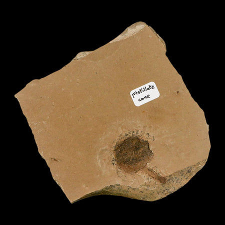 1.1" Rare Fossil Pistillate Cone Metasequoia Dawn Redwood Oligocene Age MT COA