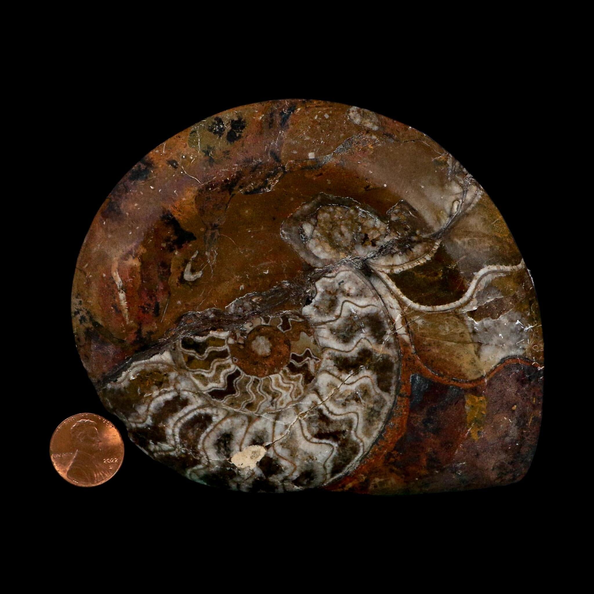 4.6" Goniatite Ammonite Fossil Polished Morocco Devonian Age COA