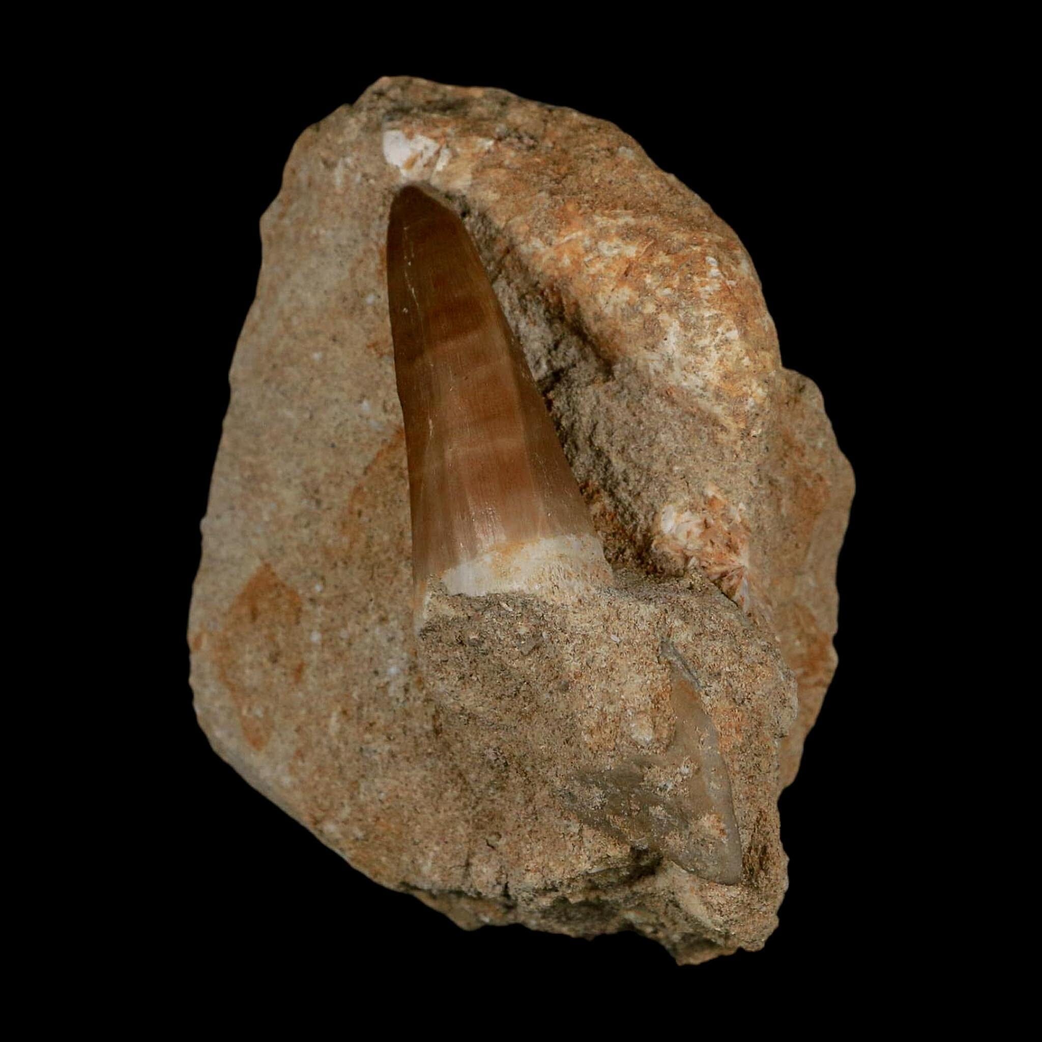 1.7" Mosasaur Hoffmanni Fossil Tooth In Matrix Cretaceous Dinosaur Era COA - Fossil Age Minerals