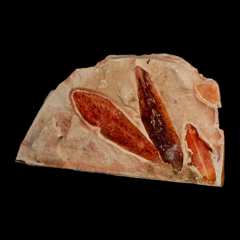 4.6" Detailed Glossopteris Browniana Fossil Plant Leaves Permian Age Australia - Fossil Age Minerals