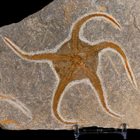 4.8" Brittlestar Ophiura Sp Starfish Fossil Ordovician Age Morocco COA & Stand - Fossil Age Minerals