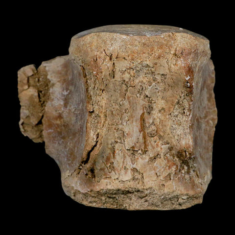 3.4" Basilosaurus Vertebrae Fossil Prehistoric Whale 34 Mil Yrs Old Late Eocene COA - Fossil Age Minerals