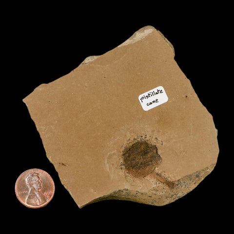 1.1" Rare Fossil Pistillate Cone Metasequoia Dawn Redwood Oligocene Age MT COA - Fossil Age Minerals