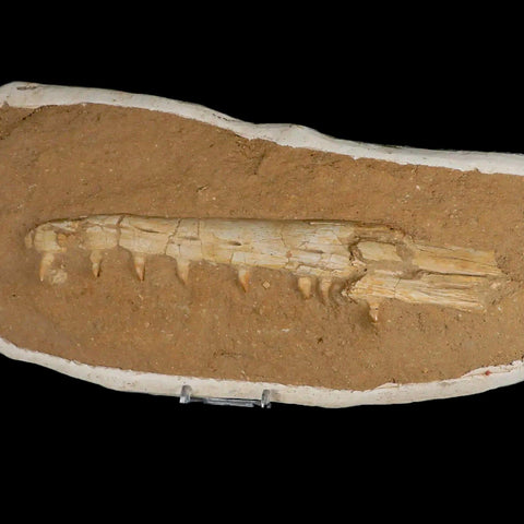 13.7" Mosasaur Platecarpus Fossil Jaw Teeth Cretaceous Dinosaur Era COA Stand - Fossil Age Minerals