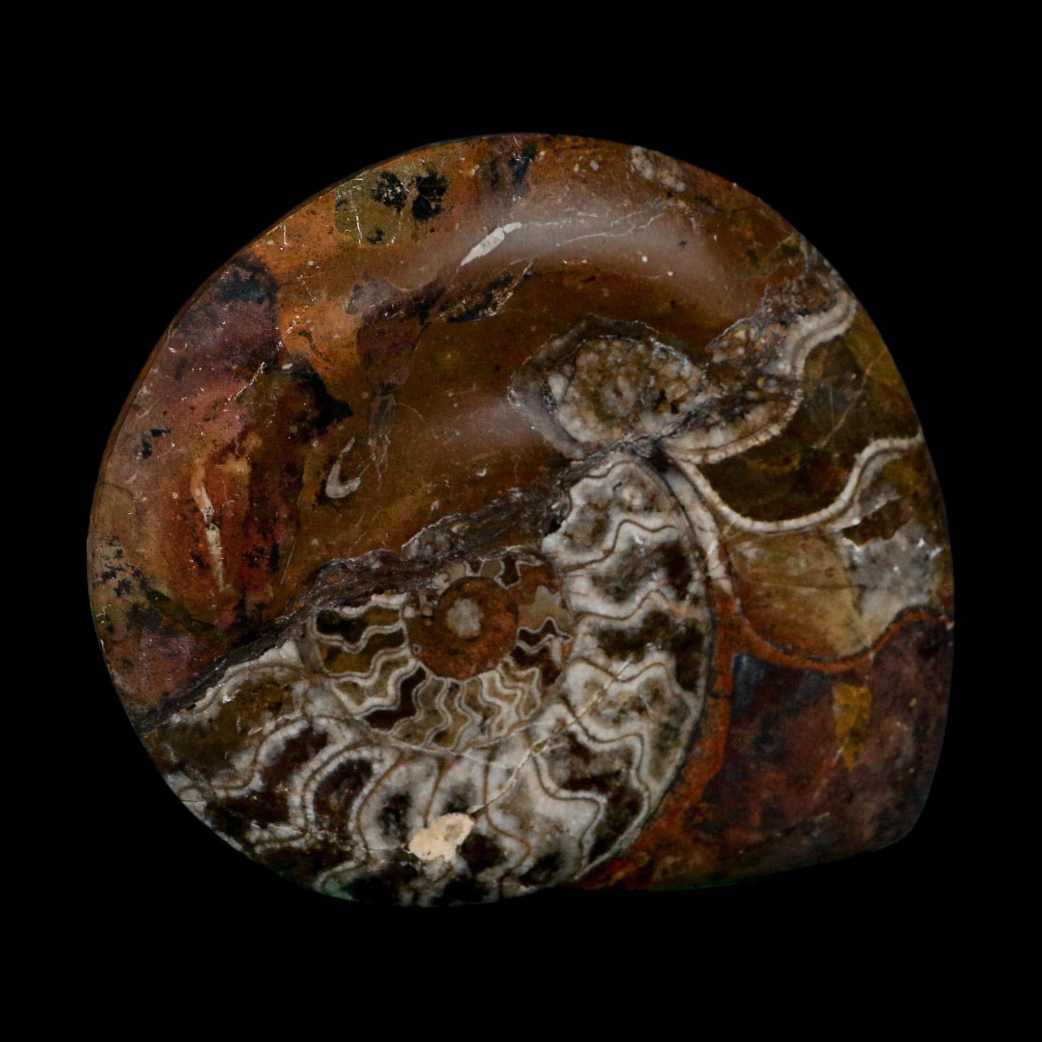 4.6" Goniatite Ammonite Fossil Polished Morocco Devonian Age COA
