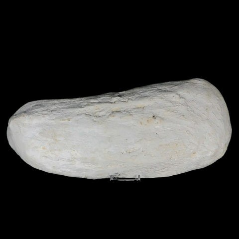 13.7" Mosasaur Platecarpus Fossil Jaw Teeth Cretaceous Dinosaur Era COA Stand - Fossil Age Minerals