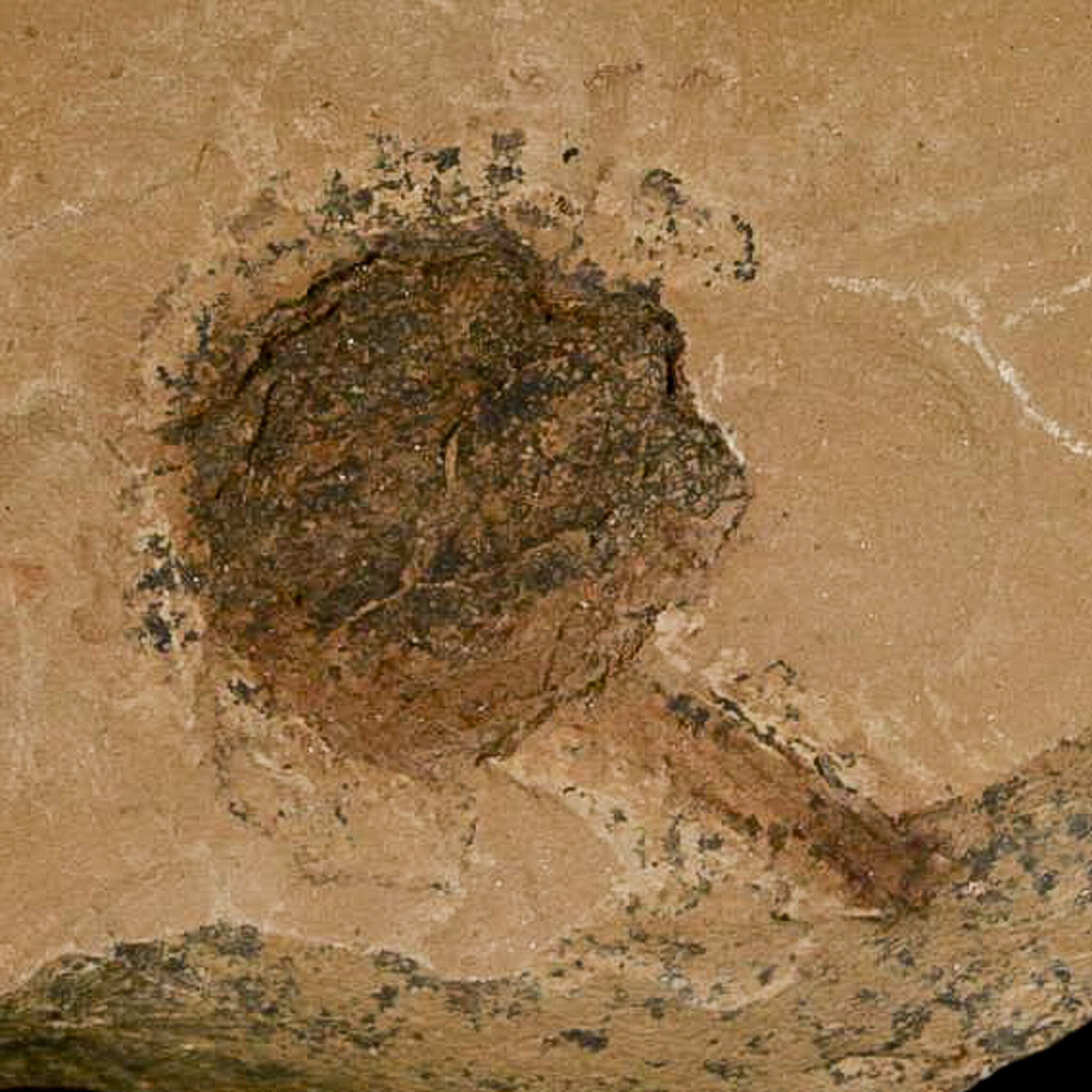 1.1" Rare Fossil Pistillate Cone Metasequoia Dawn Redwood Oligocene Age MT COA - Fossil Age Minerals