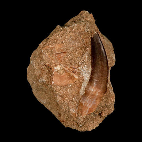 XL 2" Plesiosaur Zarafasaura Tooth Fossil In Matrix Cretaceous Dinosaur Era COA