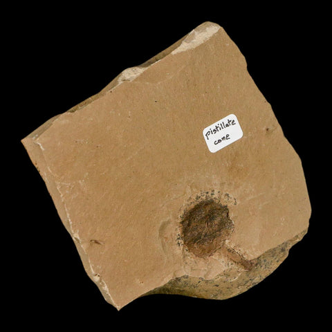 1.1" Rare Fossil Pistillate Cone Metasequoia Dawn Redwood Oligocene Age MT COA - Fossil Age Minerals