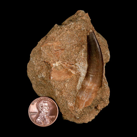 XL 2" Plesiosaur Zarafasaura Tooth Fossil In Matrix Cretaceous Dinosaur Era COA