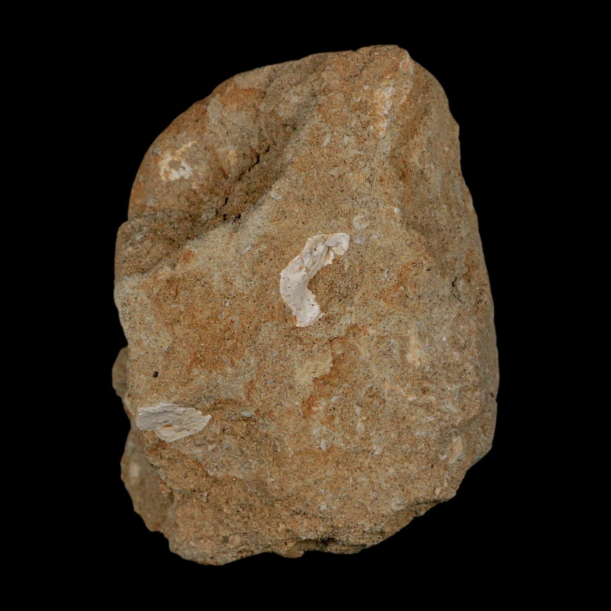 1.7" Mosasaur Hoffmanni Fossil Tooth In Matrix Cretaceous Dinosaur Era COA - Fossil Age Minerals