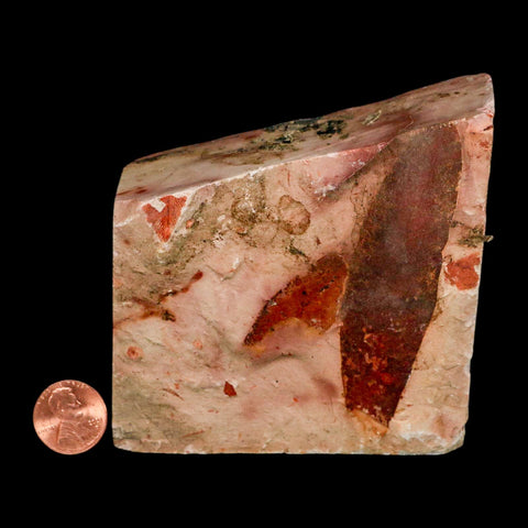 3.7" Detailed Glossopteris Browniana Fossil Plant Leaves Permian Age Australia - Fossil Age Minerals