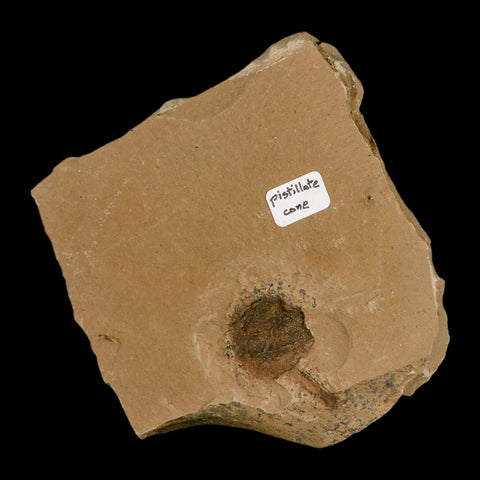 1.1" Rare Fossil Pistillate Cone Metasequoia Dawn Redwood Oligocene Age MT COA - Fossil Age Minerals