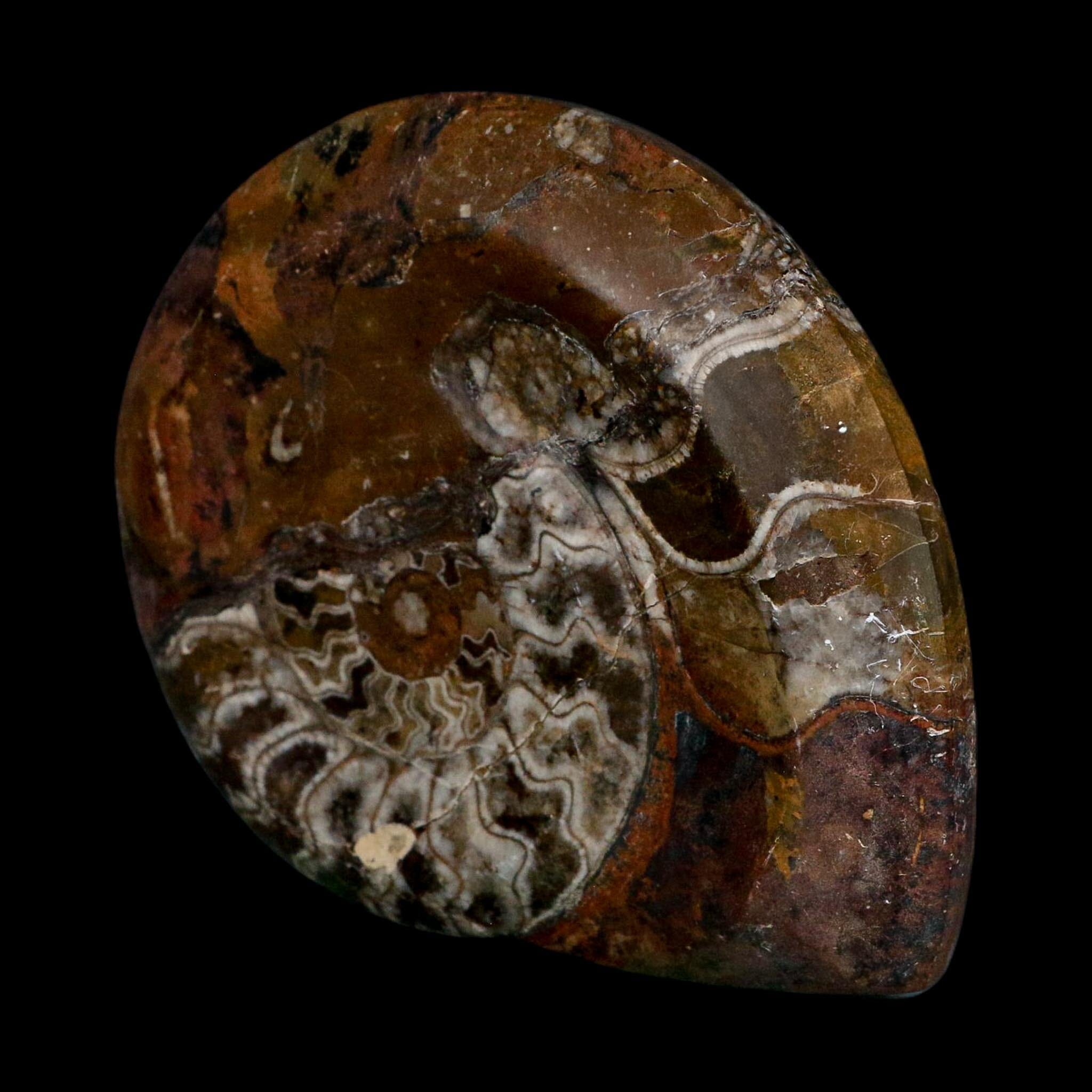 4.6" Goniatite Ammonite Fossil Polished Morocco Devonian Age COA