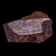 3.1" Detailed Ginkgo Cranei Fossil Plant Leaf Morton County, ND Paleocene Age COA