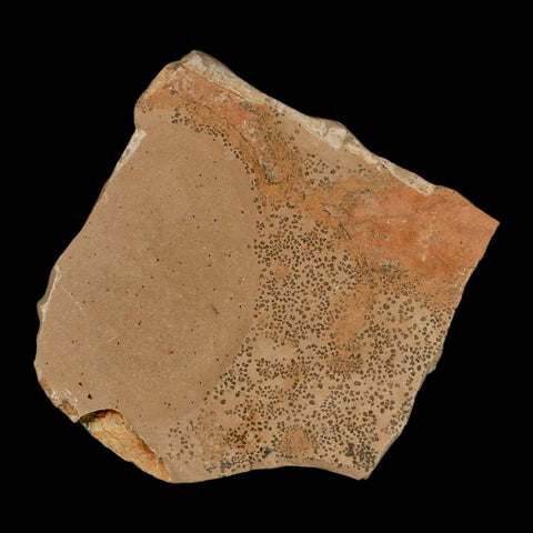 1.1" Rare Fossil Pistillate Cone Metasequoia Dawn Redwood Oligocene Age MT COA - Fossil Age Minerals