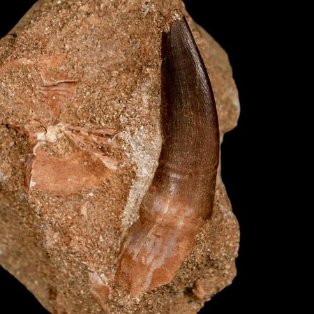 XL 2" Plesiosaur Zarafasaura Tooth Fossil In Matrix Cretaceous Dinosaur Era COA