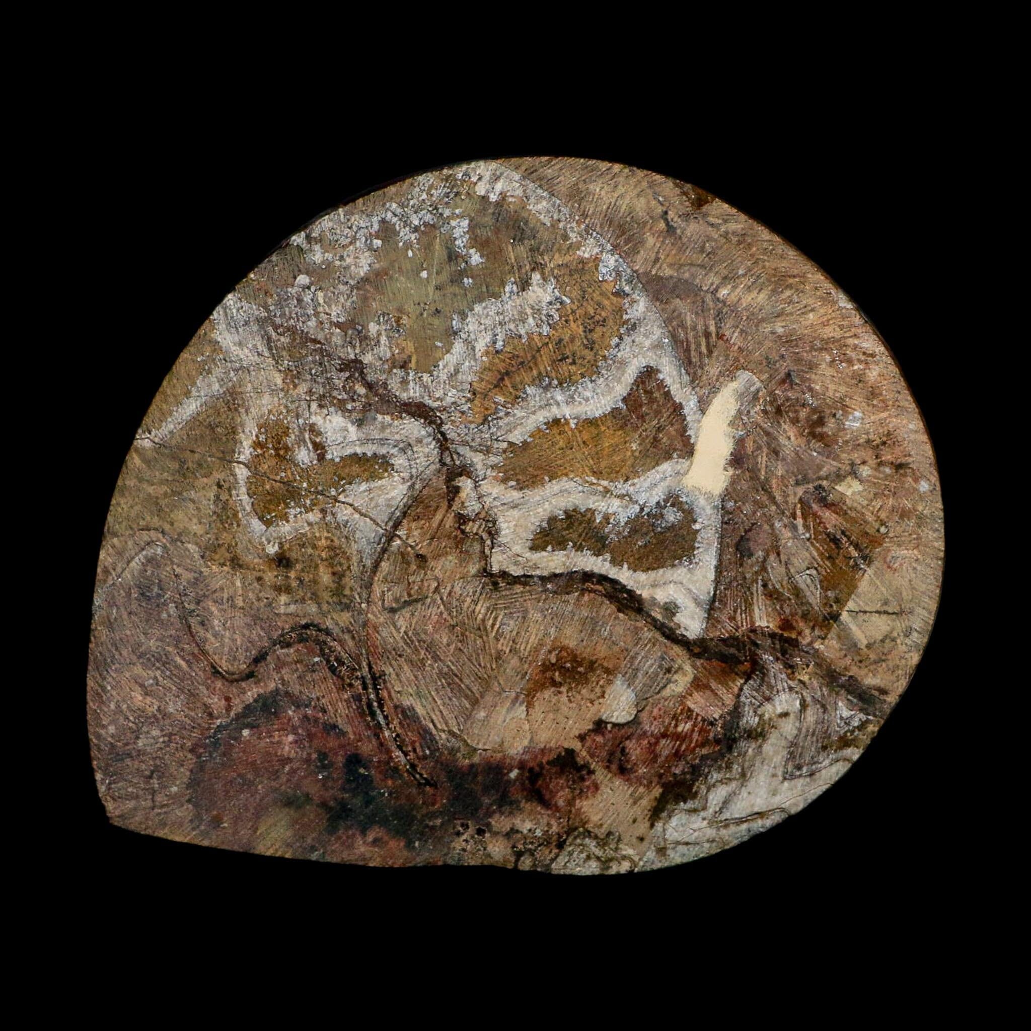 4.6" Goniatite Ammonite Fossil Polished Morocco Devonian Age COA