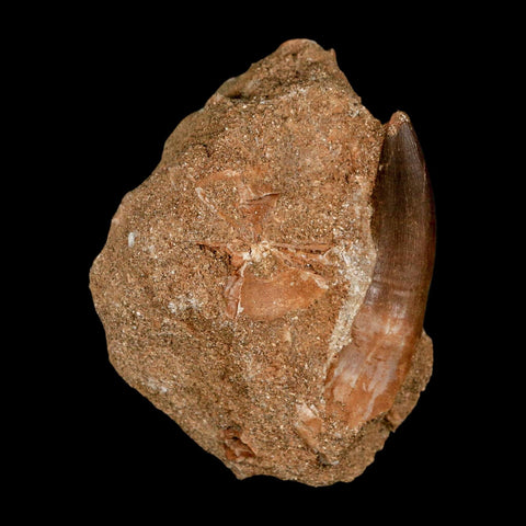 XL 2" Plesiosaur Zarafasaura Tooth Fossil In Matrix Cretaceous Dinosaur Era COA