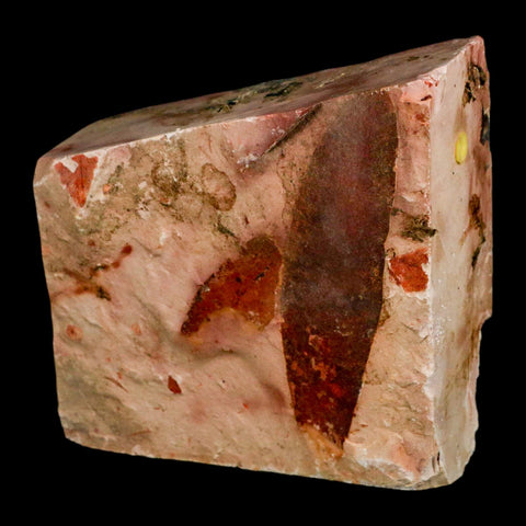 3.7" Detailed Glossopteris Browniana Fossil Plant Leaves Permian Age Australia - Fossil Age Minerals
