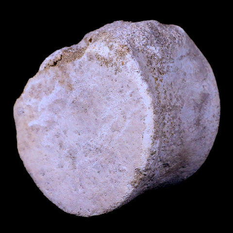 2.7" Plesiosaur Fossil Vertebrae Cretaceous Dinosaur Era Zarafasaura Elasmosaurus COA - Fossil Age Minerals