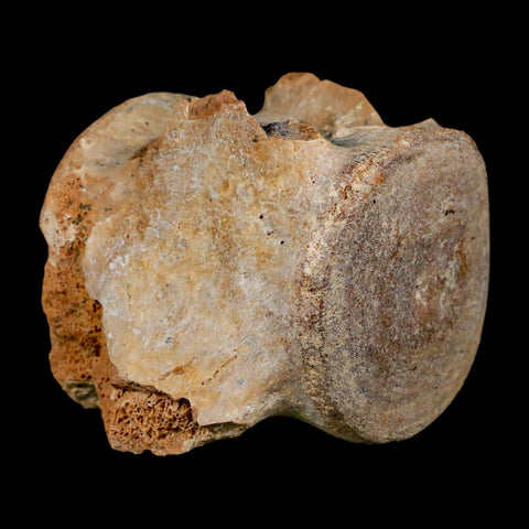 3" Basilosaurus Vertebrae Fossil Prehistoric Whale 34 Mil Yrs Old Late Eocene COA - Fossil Age Minerals