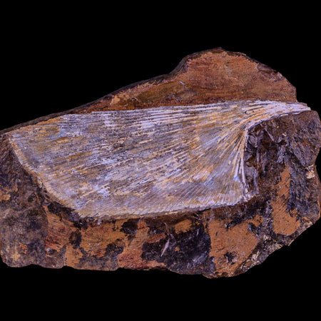 3.1" Detailed Ginkgo Cranei Fossil Plant Leaf Morton County, ND Paleocene Age COA