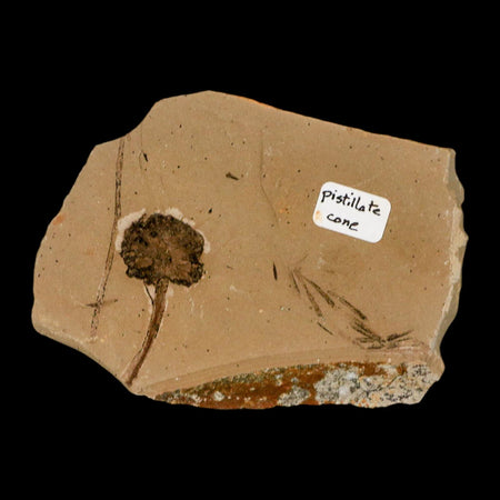 1.2" Rare Fossil Pistillate Cone Metasequoia Dawn Redwood Oligocene Age MT COA