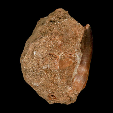 XL 2" Plesiosaur Zarafasaura Tooth Fossil In Matrix Cretaceous Dinosaur Era COA