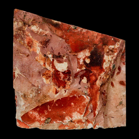 3.7" Detailed Glossopteris Browniana Fossil Plant Leaves Permian Age Australia - Fossil Age Minerals