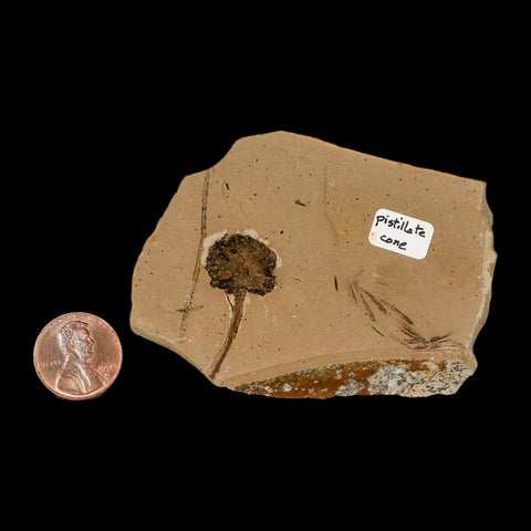 1.2" Rare Fossil Pistillate Cone Metasequoia Dawn Redwood Oligocene Age MT COA - Fossil Age Minerals
