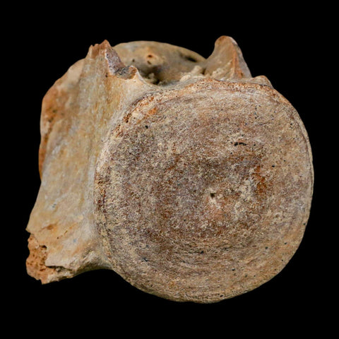 3" Basilosaurus Vertebrae Fossil Prehistoric Whale 34 Mil Yrs Old Late Eocene COA - Fossil Age Minerals