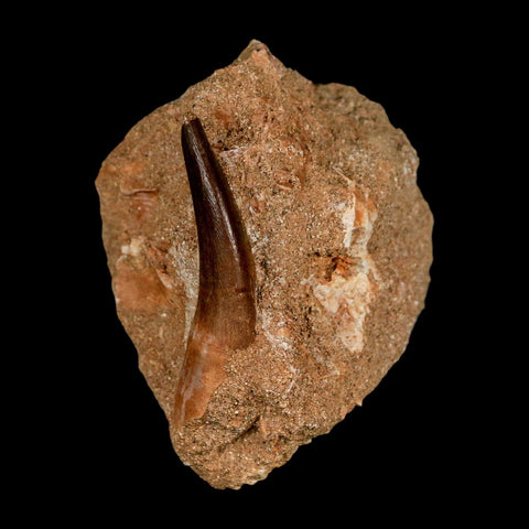 XL 2" Plesiosaur Zarafasaura Tooth Fossil In Matrix Cretaceous Dinosaur Era COA